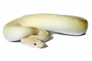Python regius, banana enchi champagne 